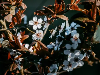 Kineko Casino Aplicación móvil